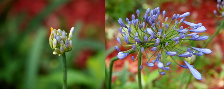[Two photos spliced together. The one on the left is the bunched small purple buds before the stems grow and spread the blooms. The one on the right is of two plant heads where the stems have spread, but none of the purple blooms have opened --sort of like a bunch of closed umbrellas. There is upwards of two dozen buds on each flower head.]